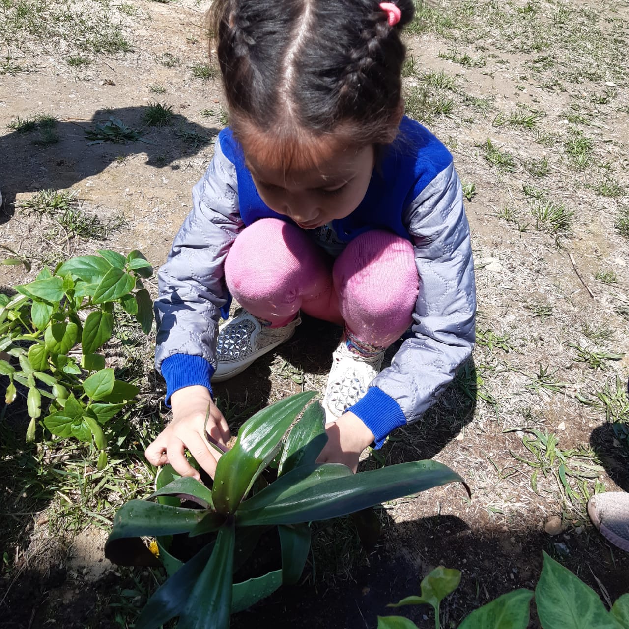 Бөлме гүлдерін отырғызу сәті