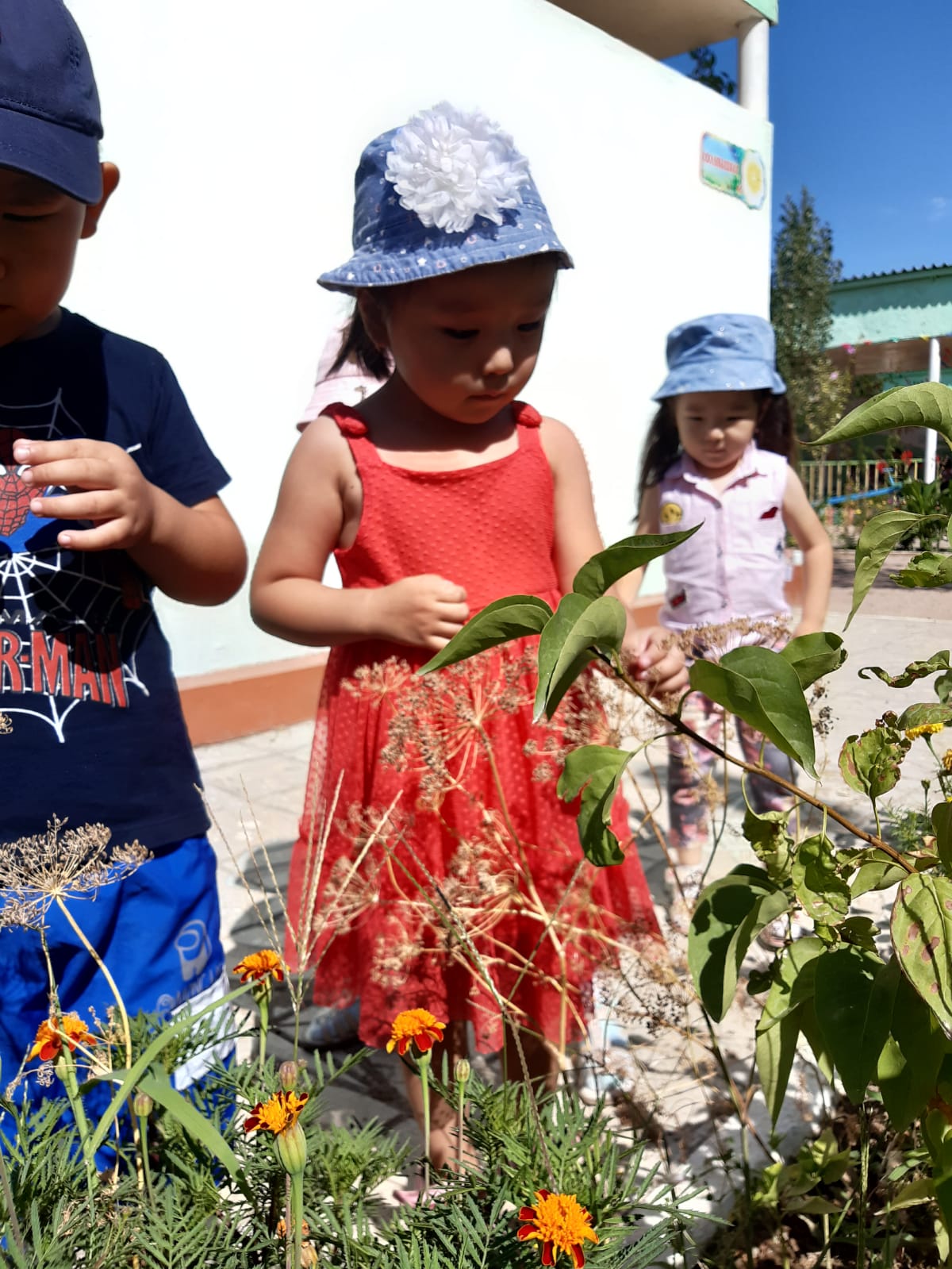 Гүлдерді бақылау